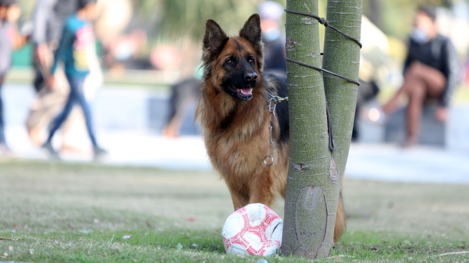 Pastore tedesco, cane